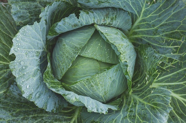 juicing cabbage