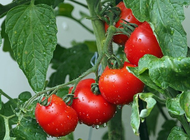 tomato juice benefits